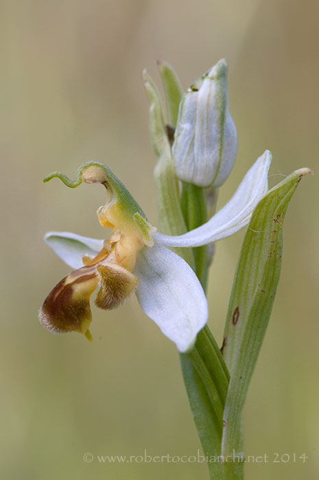 Ophrys apifera